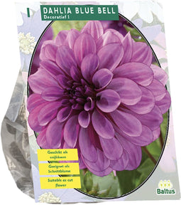 Baltus - Bloembollen Dahlia Blue Bell per 1