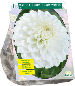 Baltus - Bloembollen Dahlia Boom Boom White per 1