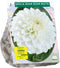 Baltus - Bloembollen Dahlia Boom Boom White per 1