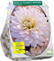 Baltus - Bloembollen Dahlia Decoratief Diana's Memory per 1