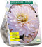 Baltus - Bloembollen Dahlia Decoratief Diana's Memory per 1
