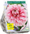 Baltus - Bloembollen Dahlia Decoratief Strawberry Cream per 1
