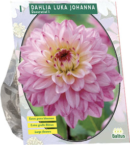 Baltus - Bloembollen Dahlia Luka Johanna per 1