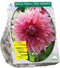 Baltus - Bloembollen Dahlia Penhill Dark Monarch per 1