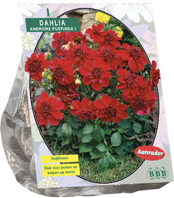 Baltus - Bloembollen Dahlia Purpinka per 1