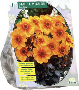Baltus - Bloembollen Dahlia Sunshine per 1