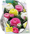 Baltus - Bloembollen Ranonkel, Pastel Mix per 15