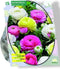 Baltus - Bloembollen Ranonkel, Pastel Mix per 15