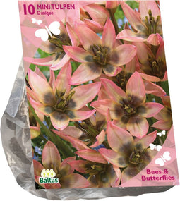 Baltus - Bollen Tulipa Danique 10 stuks