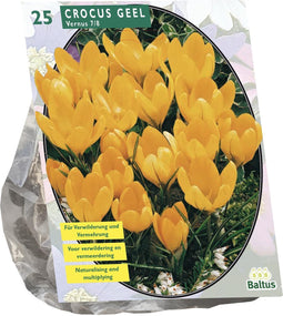 Baltus - Crocus Grootbloemig Geel per 25 bloembollen