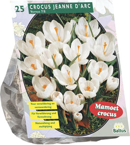 Baltus - Crocus Grootbloemig Wit per 25 bloembollen