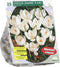 Baltus - Crocus Grootbloemig Wit per 25 bloembollen