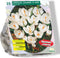 Baltus - Crocus Grootbloemig Wit per 25 bloembollen