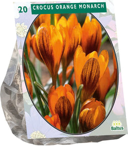 Baltus - Crocus Orange Monarch per 20 bloembollen