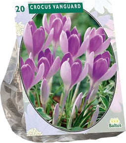 Baltus - Crocus Vanguard per 20 bloembollen