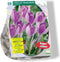 Baltus - Crocus Vanguard per 20 bloembollen