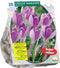 Baltus - Crocus Vanguard per 20 bloembollen