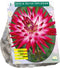 Baltus - Dahlia Dutch Explosion 1 Stuks
