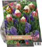 Baltus - Urban Flowers Ice Ice Baby per 15 bloembollen