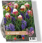 Baltus - Urban Flowers Ice Ice Baby per 15 bloembollen