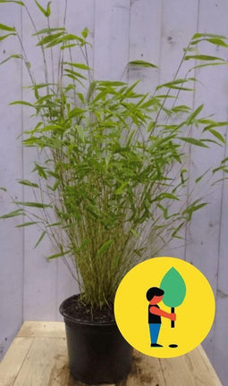 Bamboe niet woekerend 100-110 cm