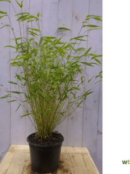 Bamboe niet woekerend 120 cm