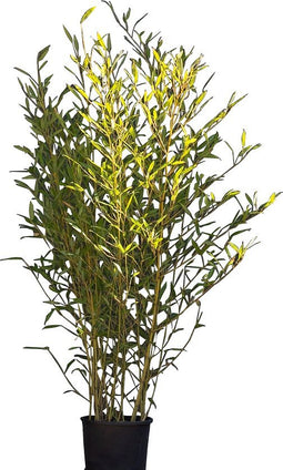 Bamboehaag Phyllostachys Bissetii 225 cm