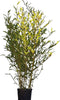 Bamboehaag Phyllostachys Bissetii 225 cm