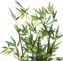 Bamboeplant - (H)70 cm - Incl. zwarte pot