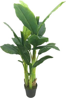 Bananenboom 125 cm