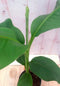 Bananenplant eenjarig groen