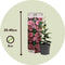 Plant in a Box - Dipladenia sanderii - Set van 3 - Roze tuinplanten - Pot 9cm - Hoogte 25-40cm