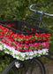 Basil Flower Garland Bloemenstreng - Roze