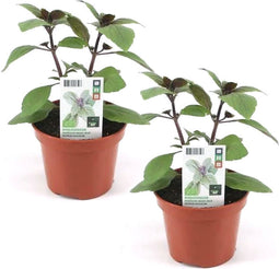 Basilicum 'Magic Blue' - Roodbladige basilicum - 2 stuks