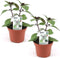 Basilicum 'Magic Blue' - Roodbladige basilicum - 2 stuks