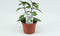 Basilicum 'Magic Blue' - Roodbladige basilicum - 2 stuks