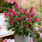 Plant in a Box - Buddleja Candy Little Ruby - Set van 2 - Buddleja davidii - Vlinderstruik Winterhard - Rode Bloemen - Pot 19cm - Hoogte 30-40cm