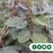 Olijfwilg leiboom 180 cm (120x150) | Elaeagnus ebbingei 6-10 cm 180 cm| Bomenbezorgd.nl