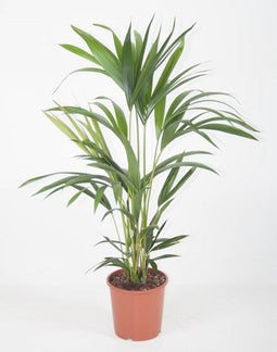 Kentiapalm ↨ 80cm - hoge kwaliteit planten