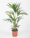 Kentiapalm ↨ 80cm - hoge kwaliteit planten