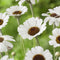 Rhodanthemum 'Casablanca' | 1 stuk | Rotsplant | plant voor rotstuin | alpine plant | 11x11 cm Kwekerspot | Wit