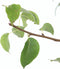 Plant in a Box - Pyrus communis 'Conference' perenboom - Fruitboom - Pot 21cm - Hoogte 90-100cm