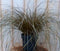 Bruin gras 30 cm