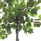 Plataan kruisdak Platanus hispanica h 210 cm st. omtrek 6 cm st. h...