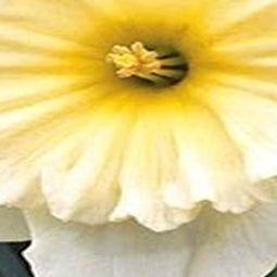 5 stuks - JUB - Narcissus Ice Follies 4 bollen