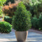 Plant in a Box - Ilex crenata 'Japanse Hulst' Piramide - Buxusvervanger - Tuinplant - ⌀21cm - Hoogte 55–65cm