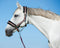 Kerbl Halster Rainbow - Halster - Zacht voor gevoelige paarden - Wit/zwart
