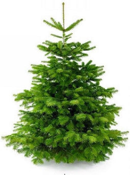 Plant&More Nordmann kerstboom - 300-350 cm - zonder kluit - inclusief garantie en voeding