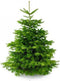 Plant&More Nordmann kerstboom - 300-350 cm - zonder kluit - inclusief garantie en voeding