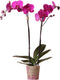 Kolibri Orchids | Paarse Phalaenopsis orchidee - Mineral violet Joyride - potmaat 12 cm | bloeiende kamerplant - vers van de kweker